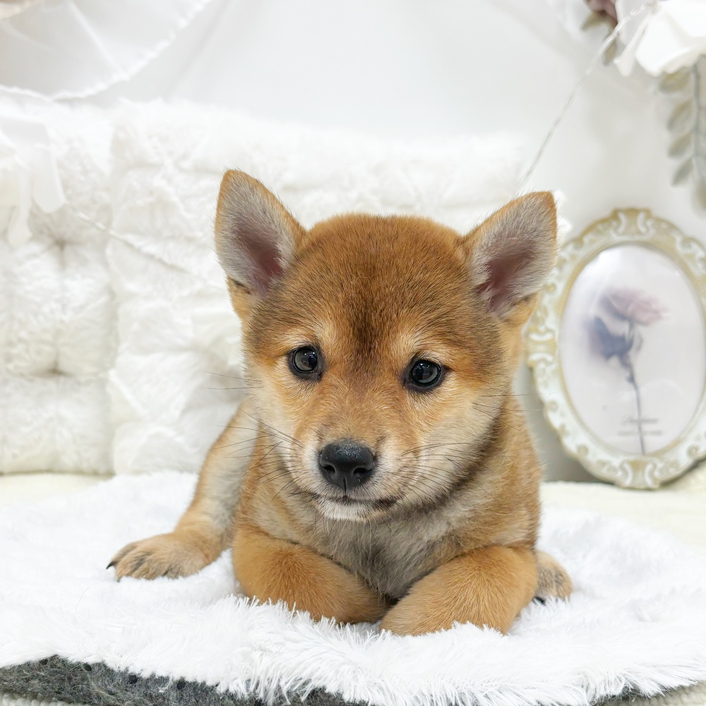 岐阜県の柴犬(標準サイズ) (犬の家＆猫の里カラフルタウン岐阜店/2026年5月31日生まれ/女の子/赤)の子犬の3枚目の画像