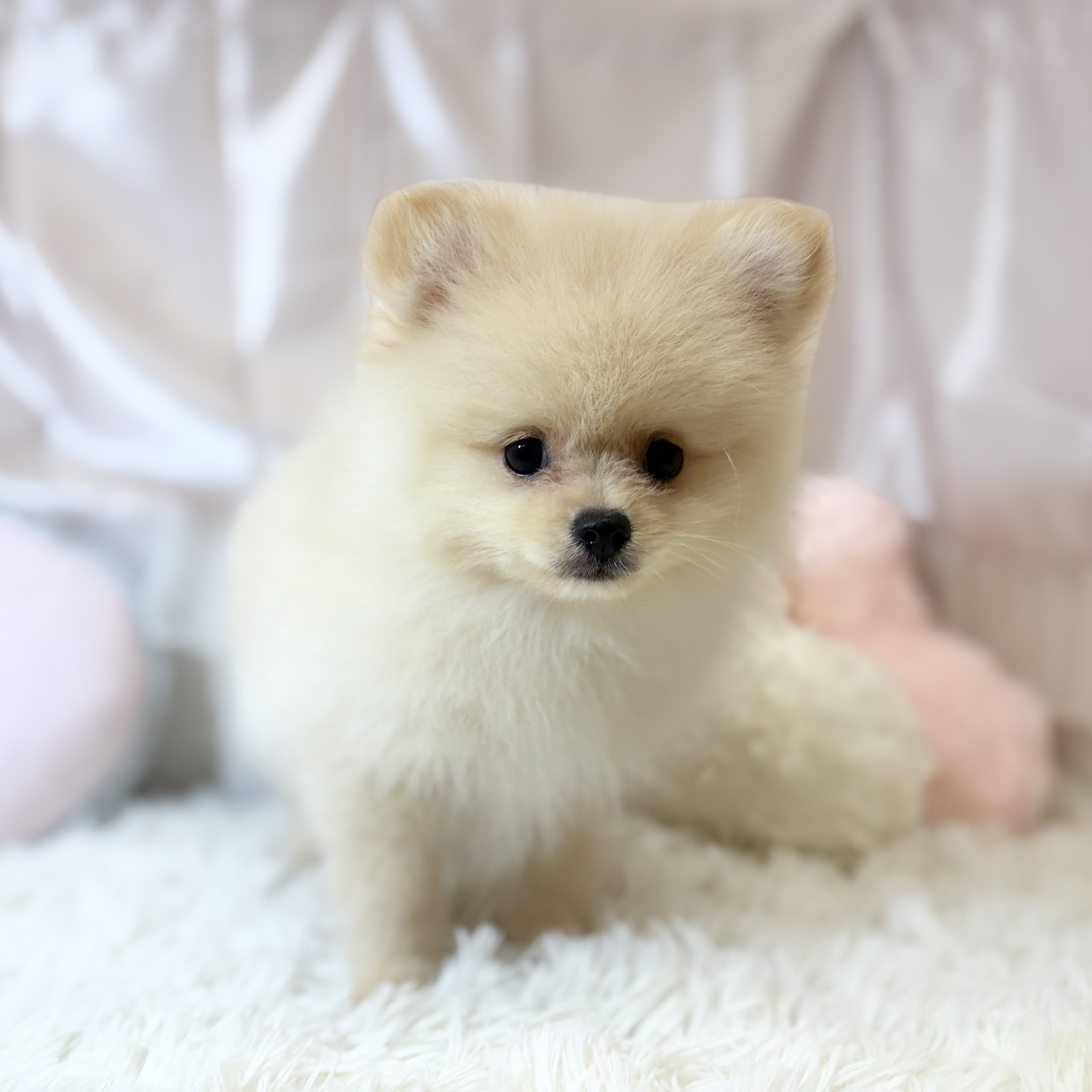 兵庫県のポメラニアン (犬の家＆猫の里カナート西神戸店/2026年5月30日生まれ/男の子/クリーム)の子犬の3枚目の画像