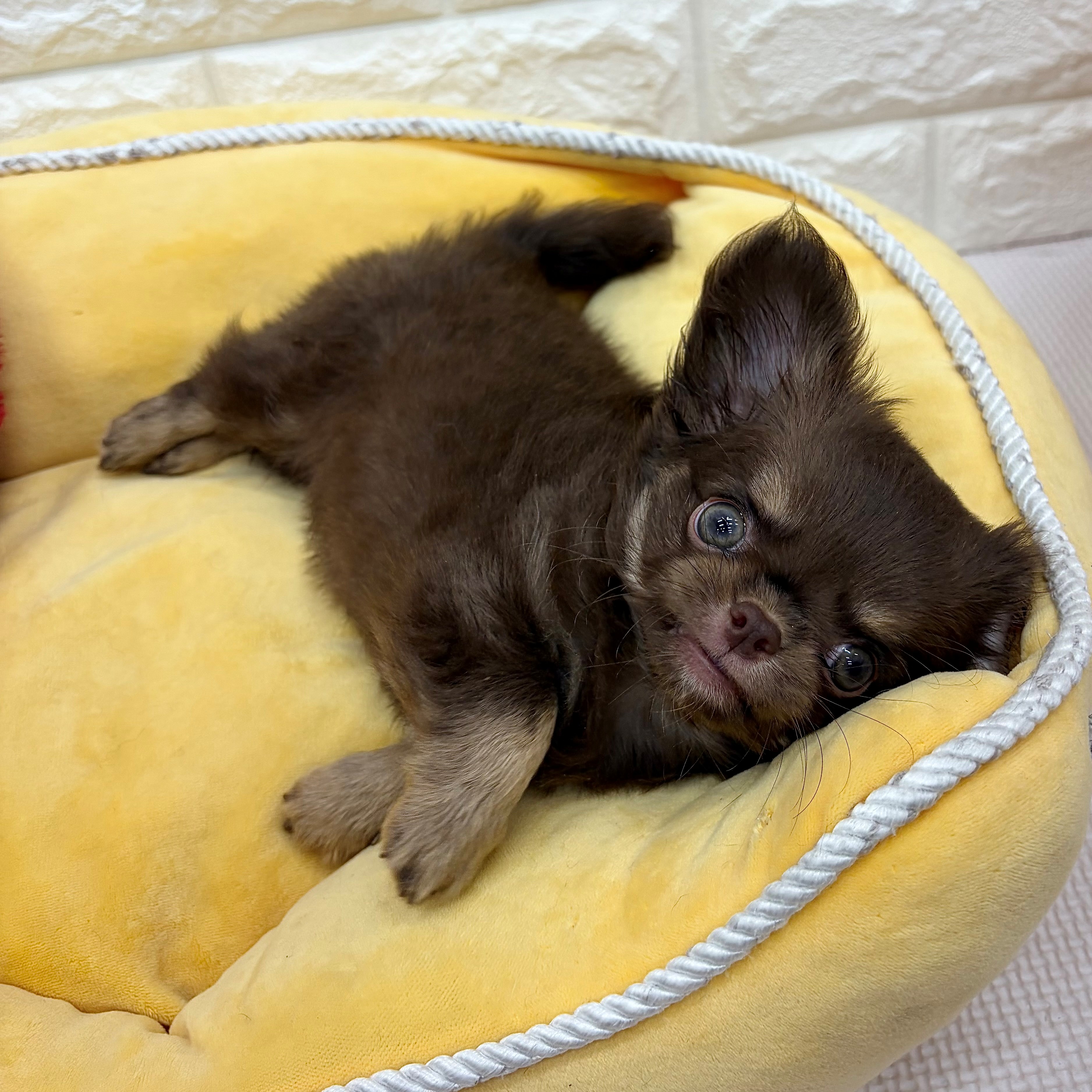 愛知県のチワワ(ロング) (犬の家＆猫の里MEGAドン・キホーテ東海名和店/2026年5月27日生まれ/男の子/チョコレートタン)の子犬の3枚目の画像