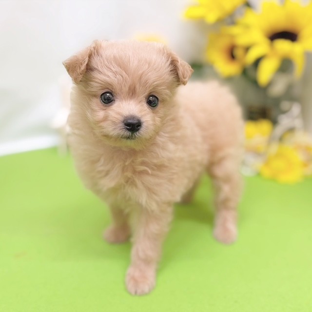 静岡県のポメプー(ポメラニアン×プードル) (犬の家＆猫の里藤枝店/2026年6月2日生まれ/女の子/クリーム)の子犬の3枚目の画像