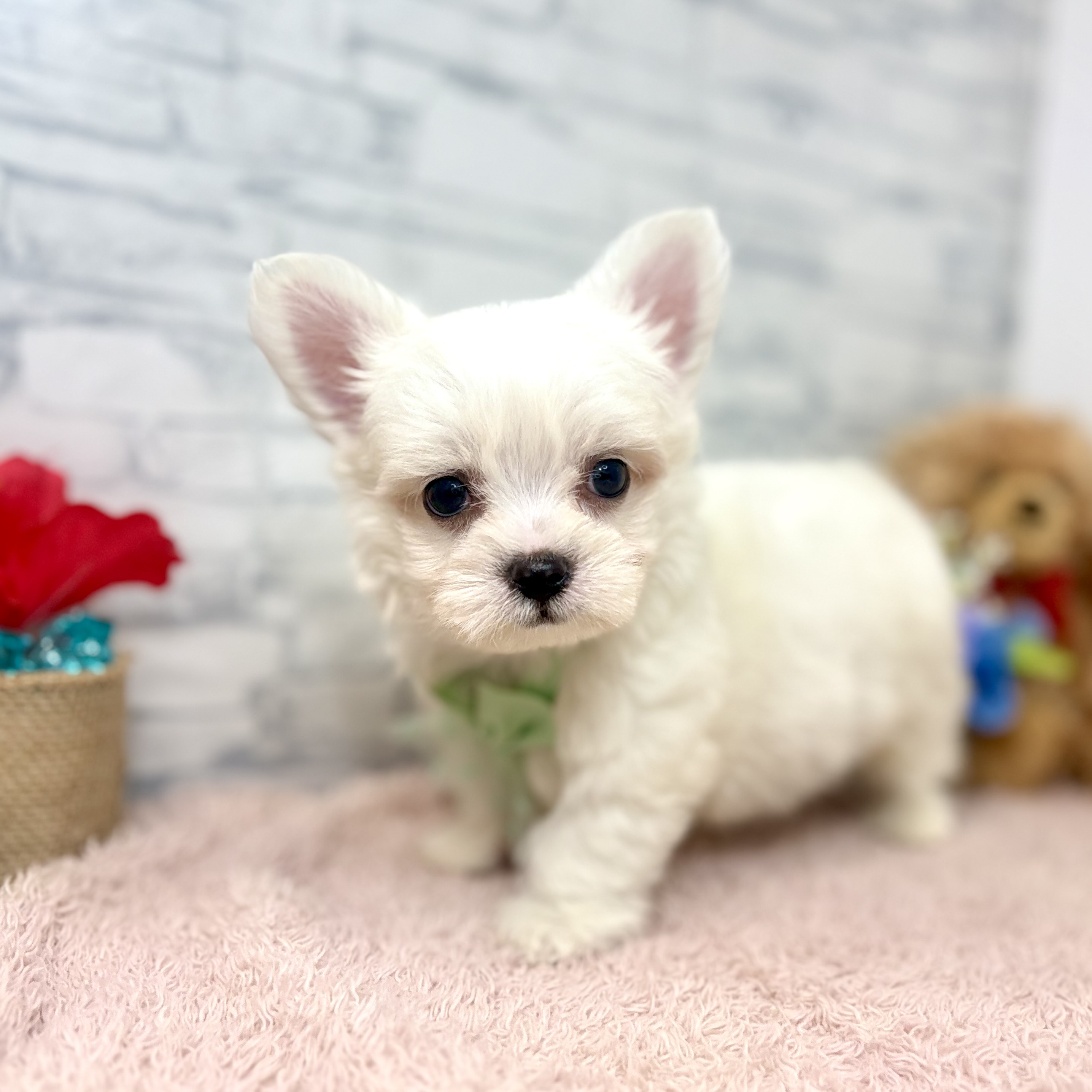 長野県のチワマル/マルチワ(チワワ×マルチーズ) (犬の家＆猫の里長野店/2026年6月1日生まれ/男の子/ホワイト)の子犬の3枚目の画像