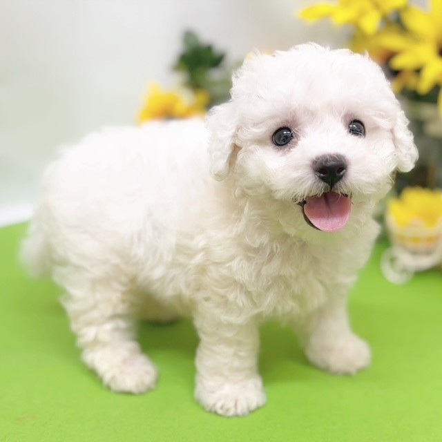 静岡県のビションフリーゼ (犬の家＆猫の里藤枝店/2026年6月1日生まれ/男の子/ホワイト)の子犬の3枚目の画像