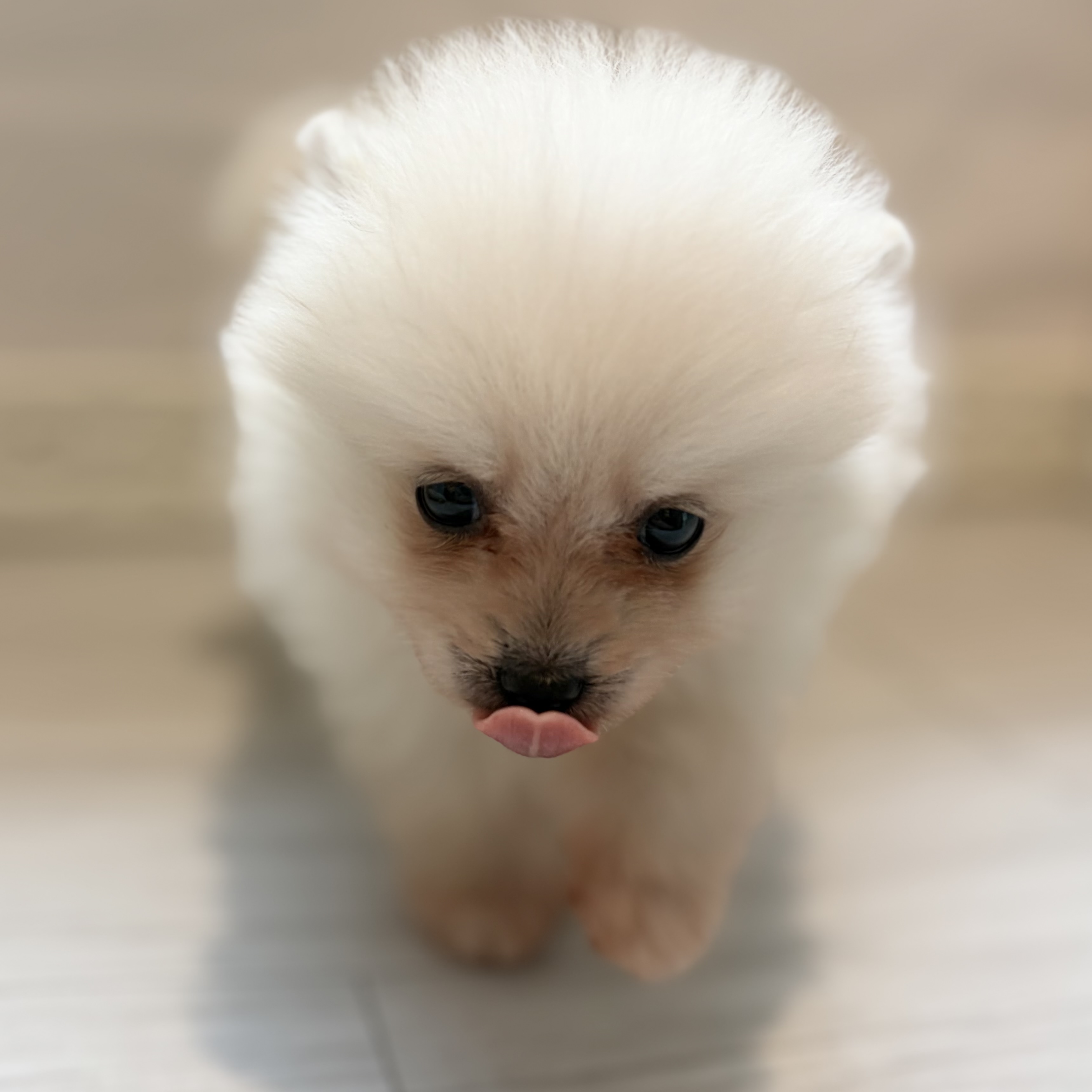 愛知県のポメラニアン (犬の家＆猫の里春日井本店/2026年6月2日生まれ/男の子/クリーム)の子犬の3枚目の画像