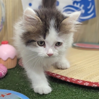 神奈川県のスコティッシュストレート (犬の家＆猫の里小田原店/2026年6月2日生まれ/男の子/ブラウンタビーホワイト)の子猫の3枚目の画像
