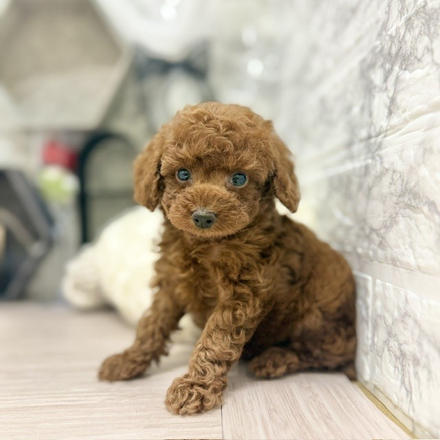 千葉県のトイプードル(トイ) (犬の家＆猫の里ワンズモール稲毛店/2026年6月1日生まれ/男の子/レッド)の子犬の3枚目の画像