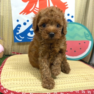 神奈川県のトイプードル(トイ) (犬の家＆猫の里小田原店/2026年6月1日生まれ/男の子/レッド)の子犬の1枚目の画像