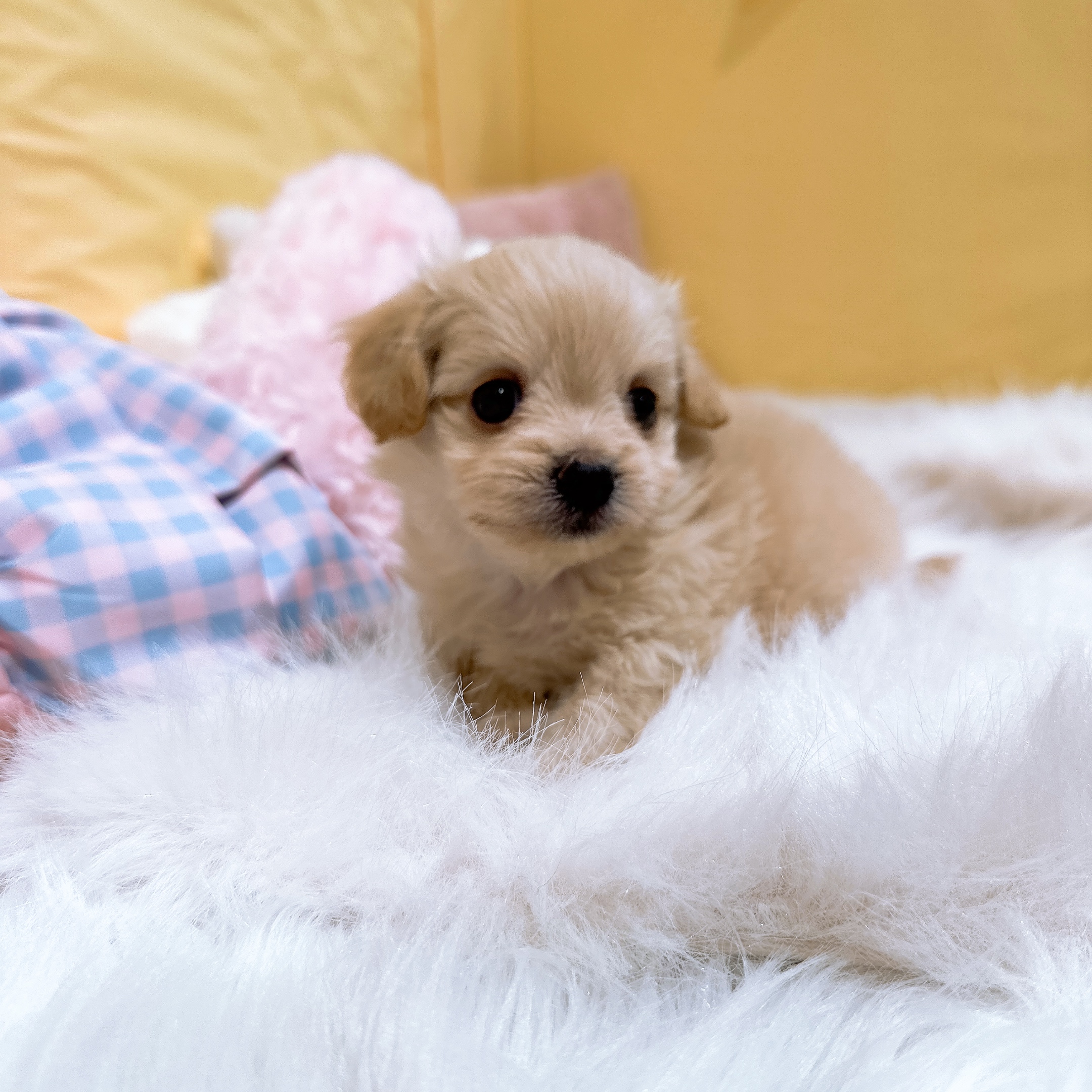 神奈川県のチワプー/プーチー(チワワ×プードル)の子犬を価格や特徴で