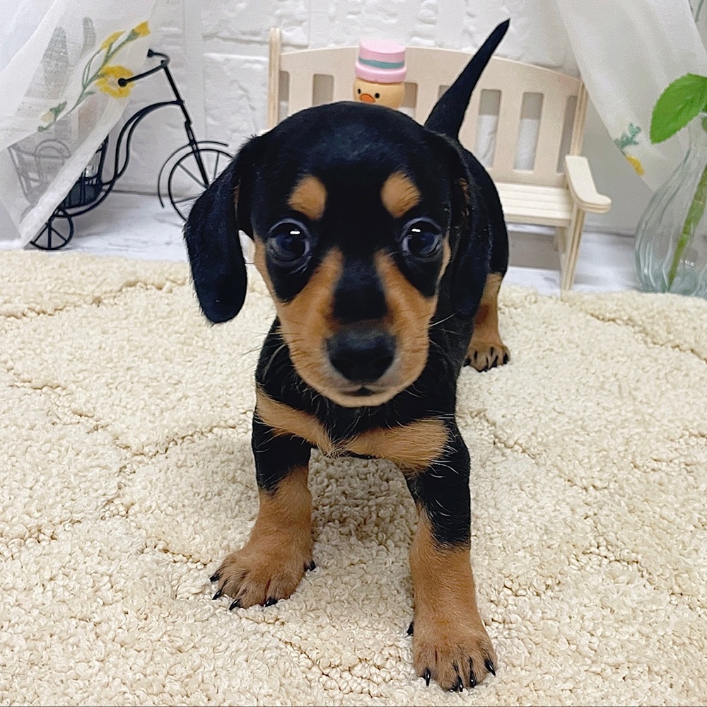 岡山県のミニチュアダックスフンド(スムース) (犬の家＆猫の里岡山店/2026年5月30日生まれ/女の子/ブラックタン)の子犬の3枚目の画像
