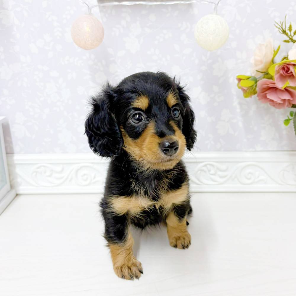 富山県のミニチュアダックスフンド(ロング) (犬の家＆猫の里アミーゴ山室店/2026年5月30日生まれ/女の子/ブラックタン)の子犬の3枚目の画像