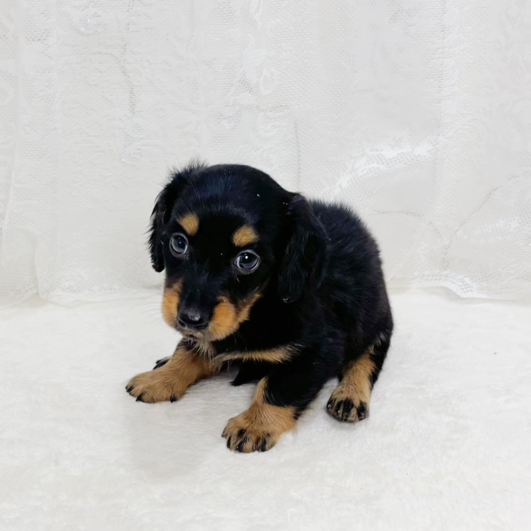 千葉県のミニチュアダックスフンド(ロング) (犬の家＆猫の里BIGHOPガーデンモール印西店/2026年5月30日生まれ/男の子/ブラックタン)の子犬の3枚目の画像