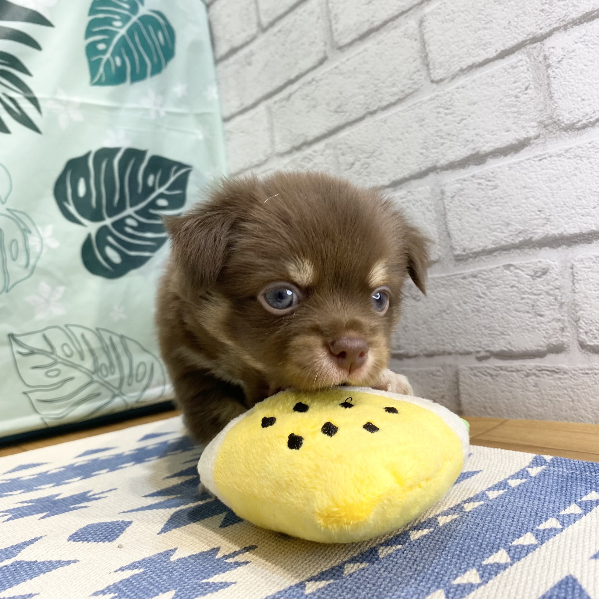 長野県のチワワ(ロング) (犬の家＆猫の里カインズ梓川店/2026年5月31日生まれ/男の子/チョコレートタンホワイト)の子犬の3枚目の画像