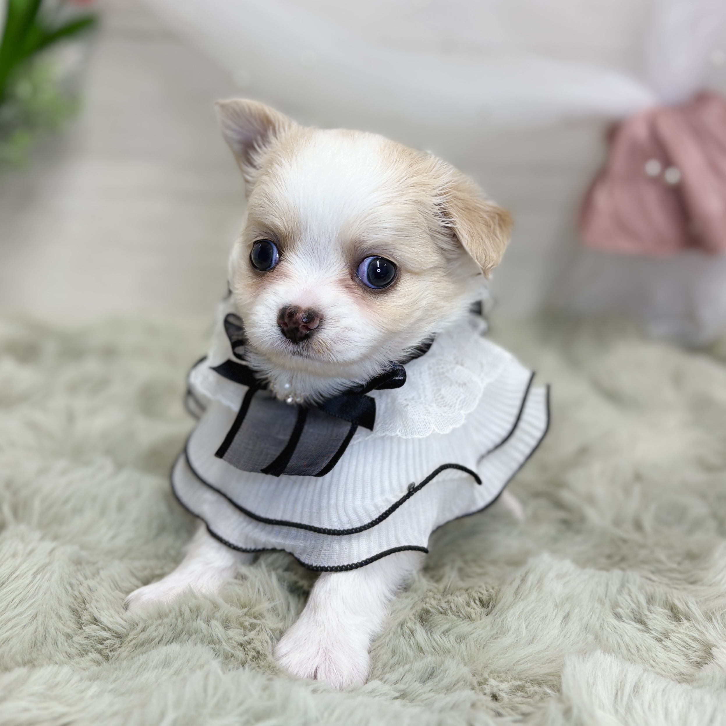 神奈川県のチワワ(ロング) (犬の家＆猫の里相模原店/2026年6月2日生まれ/男の子/クリームホワイト)の子犬の3枚目の画像