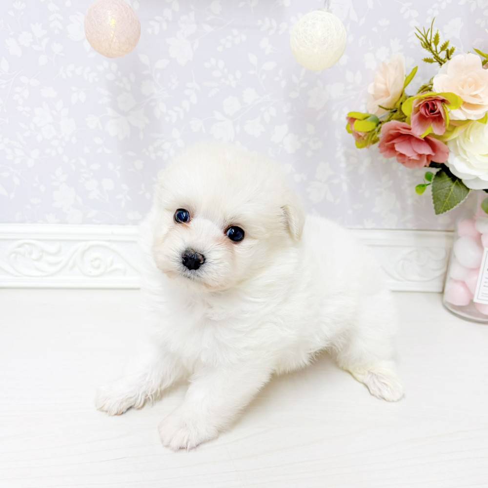 富山県のポメプー(ポメラニアン×プードル) (犬の家＆猫の里アミーゴ山室店/2026年6月2日生まれ/男の子/ホワイト)の子犬の3枚目の画像