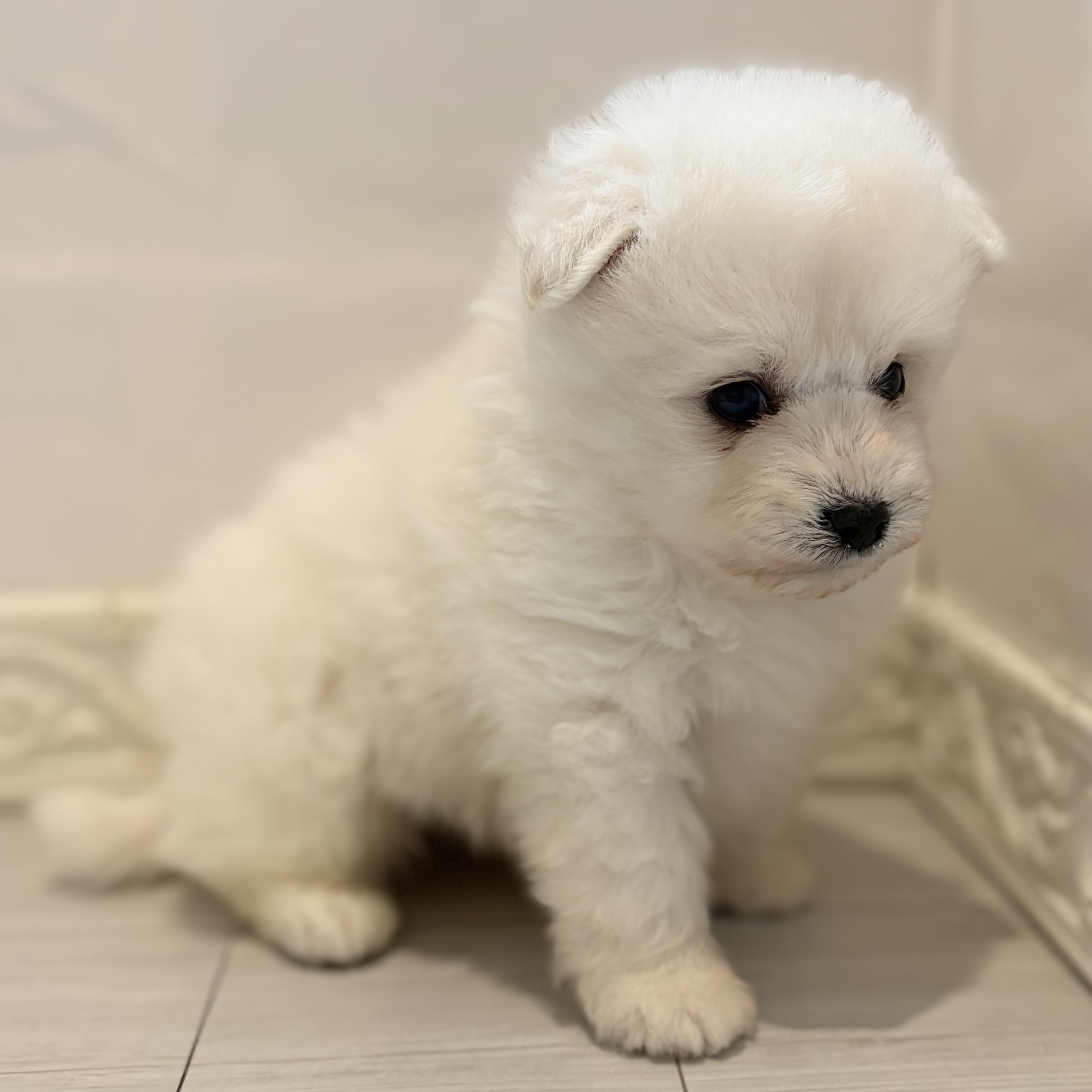 愛知県のポメプー(ポメラニアン×プードル) (犬の家＆猫の里春日井本店/2026年6月2日生まれ/男の子/ホワイト)の子犬の3枚目の画像
