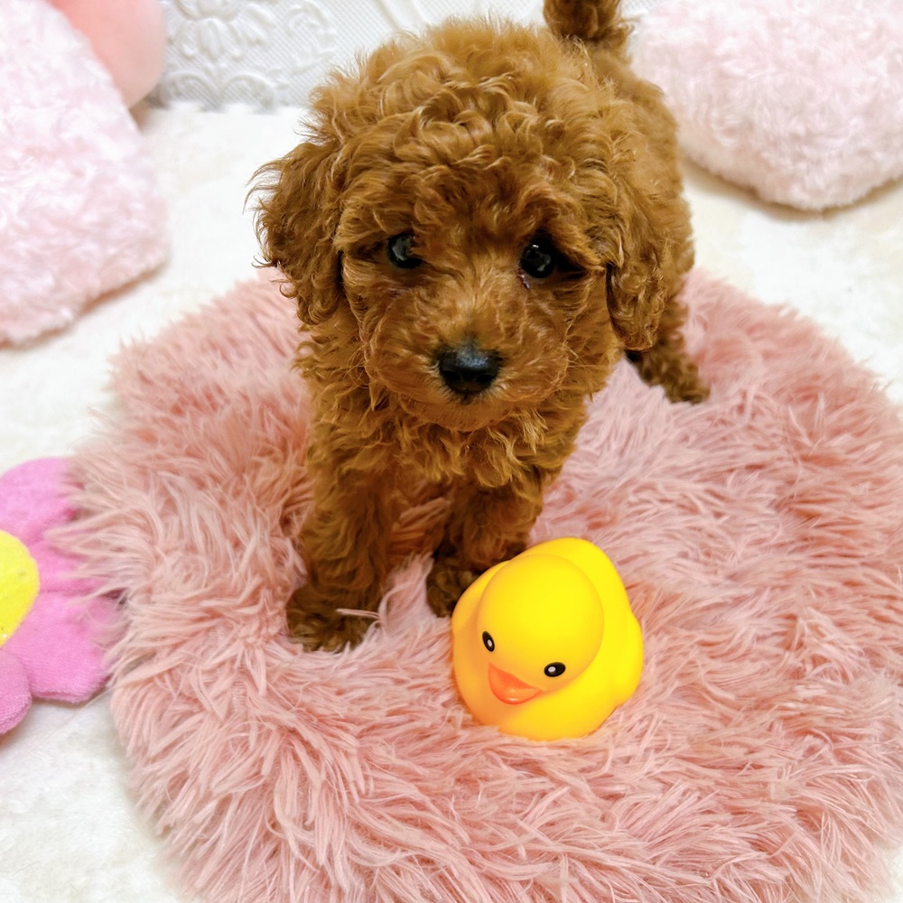 トイプードル(レッド)の子犬を価格や特徴で探す|ペットショップ探す