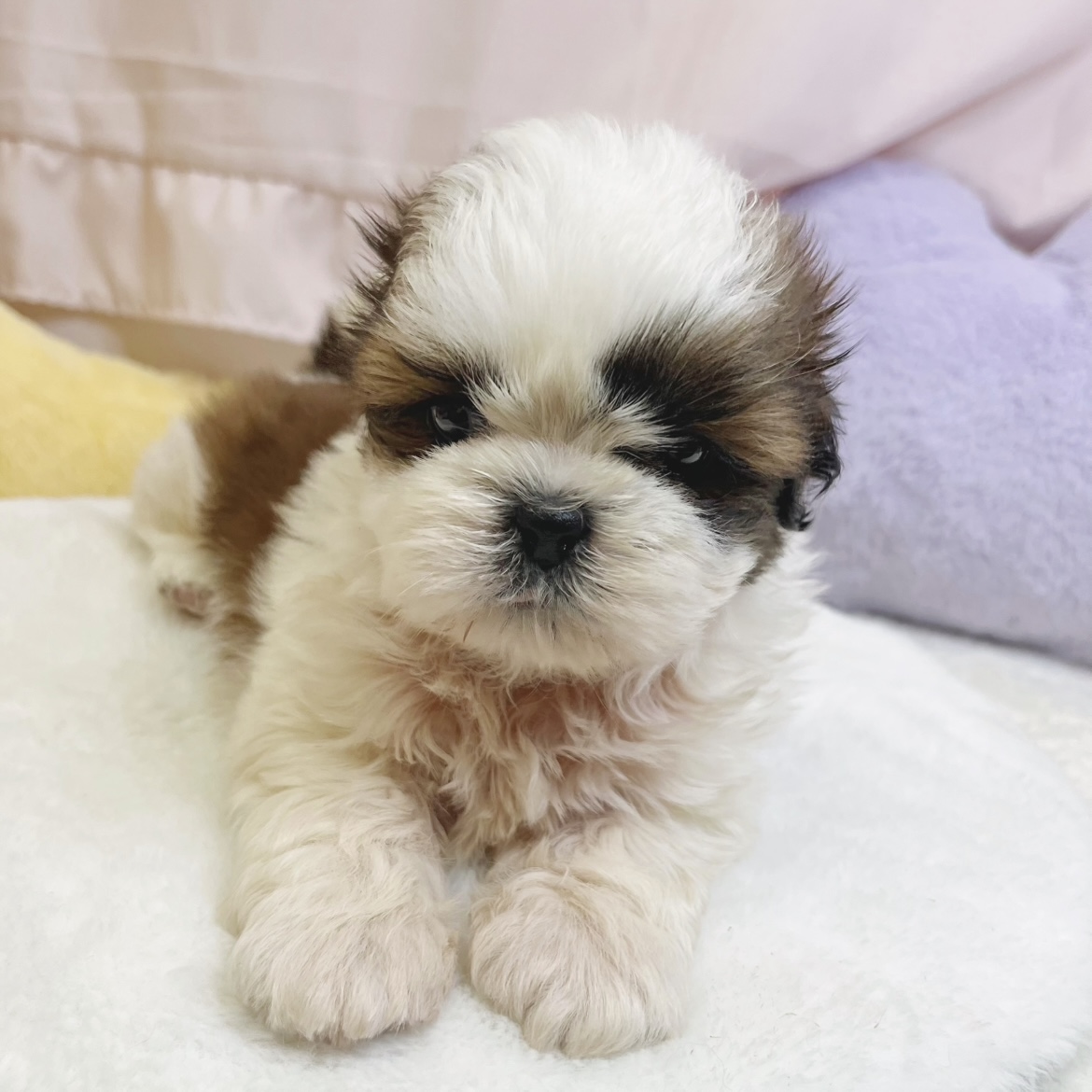 愛知県のシーズー (犬の家＆猫の里豊川インター店/2026年6月2日生まれ/男の子/ホワイトゴールド)の子犬の3枚目の画像
