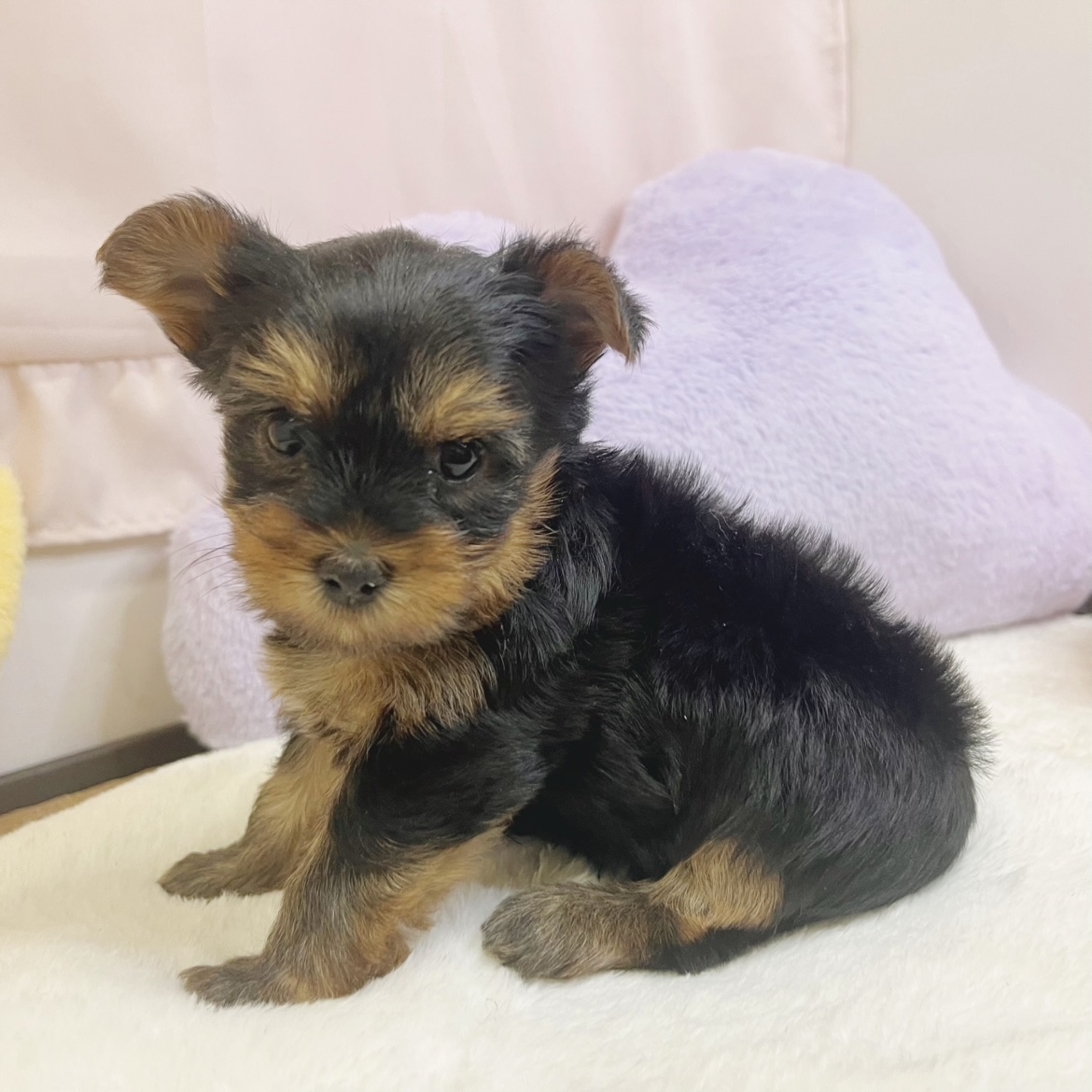 静岡県のヨークシャーテリア (犬の家＆猫の里マークイズ静岡店/2026年6月1日生まれ/女の子/スチールブルータン)の子犬の3枚目の画像