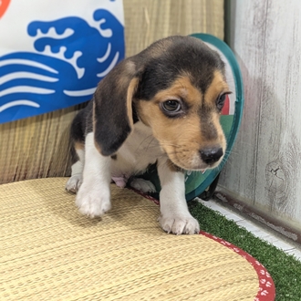 神奈川県のビーグル (犬の家＆猫の里小田原店/2026年6月2日生まれ/男の子/ブラックタンホワイト)の子犬の3枚目の画像