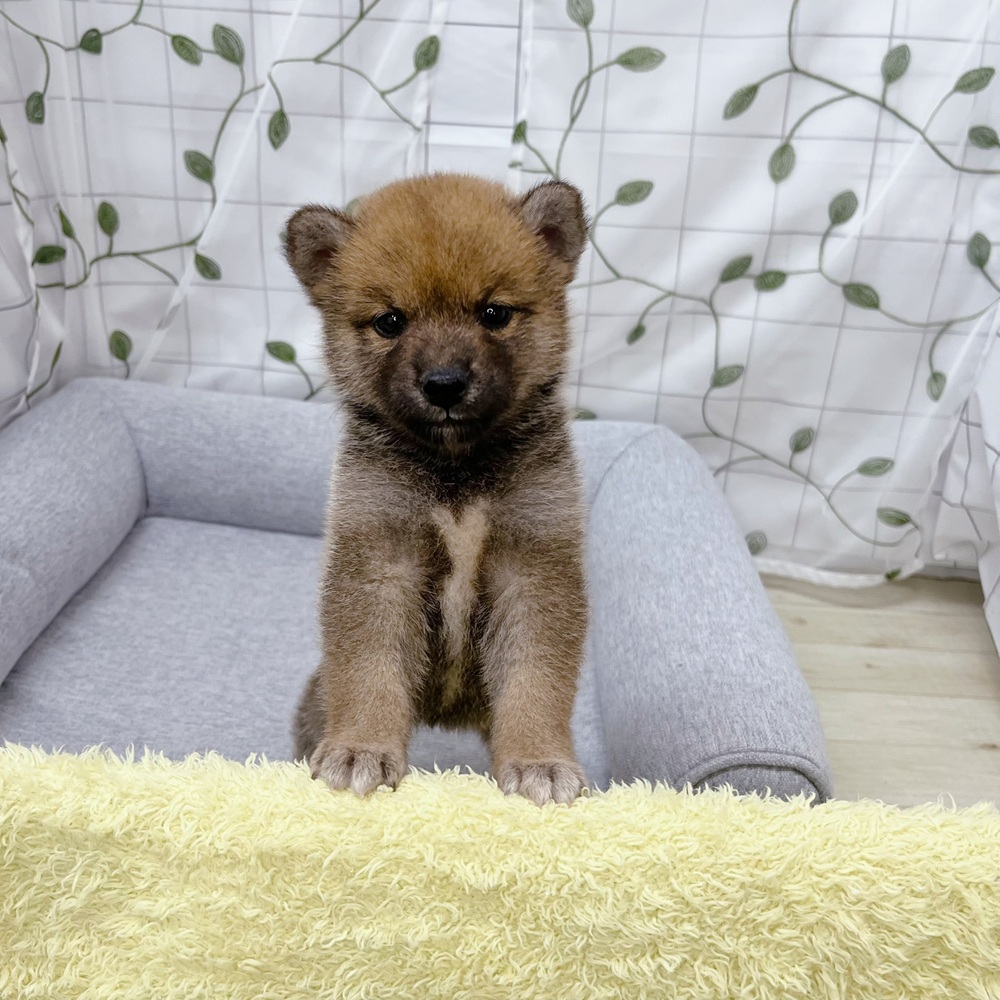 長野県の柴犬(標準サイズ) (犬の家＆猫の里塩尻店/2026年5月31日生まれ/女の子/赤)の子犬の3枚目の画像