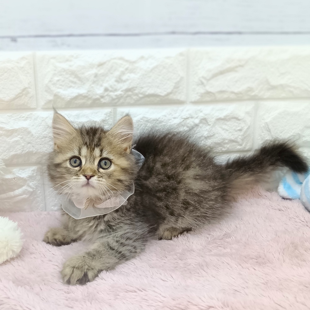静岡県のラガマフィン (犬の家＆猫の里アミーゴ浜松和田店/2026年5月27日生まれ/女の子/ブラウンタビー)の子猫の3枚目の画像