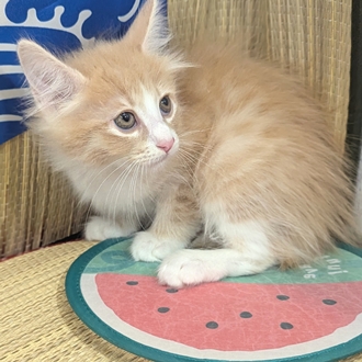 神奈川県のノルウェージャンフォレストキャット (犬の家＆猫の里小田原店/2026年5月28日生まれ/女の子/クリームタビーホワイト)の子猫の3枚目の画像