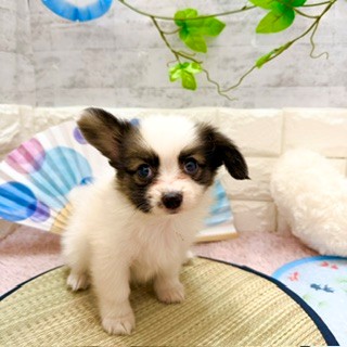 静岡県のパピヨン (犬の家＆猫の里プレ葉ウォーク浜北店/2026年6月1日生まれ/男の子/ホワイトブラウン)の子犬の3枚目の画像