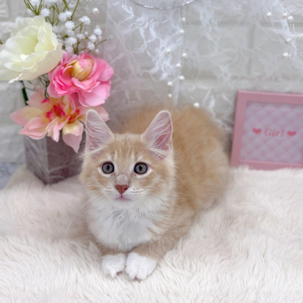 福井県のノルウェージャンフォレストキャット (犬の家＆猫の里アミーゴ福井大和田店/2026年5月28日生まれ/女の子/クリームタビーホワイト)の子猫の3枚目の画像