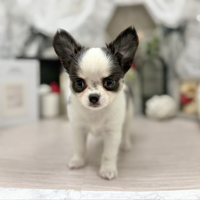 千葉県のチワワ(ロング) (犬の家＆猫の里ワンズモール稲毛店/2026年6月2日生まれ/男の子/ホワイトブラックタン)の子犬の1枚目の画像