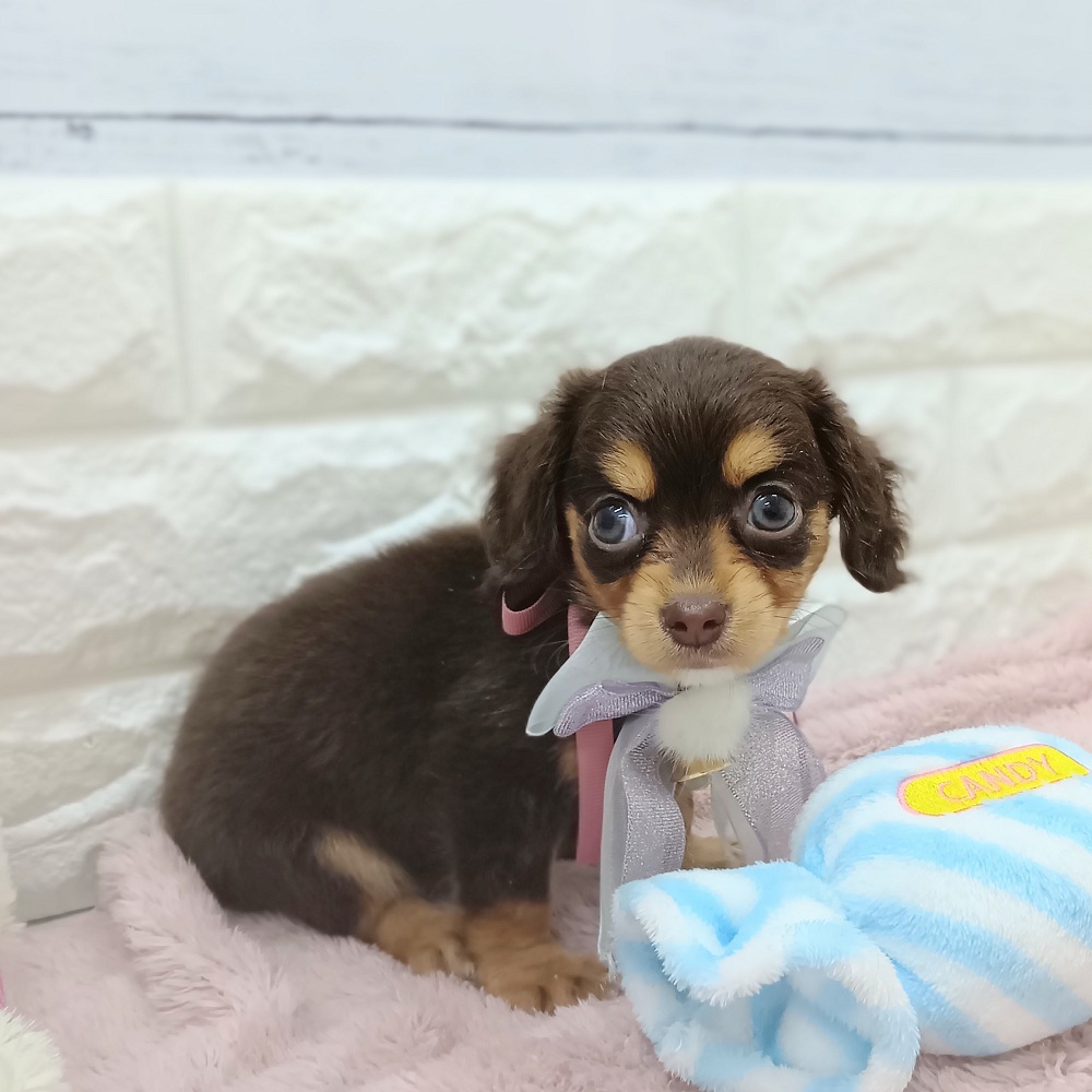 静岡県のチワックス(チワワ×ダックス) (犬の家＆猫の里アミーゴ浜松和田店/2026年6月1日生まれ/女の子/チョコレートタン)の子犬の3枚目の画像