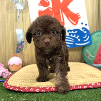 神奈川県のチワプー/プーチー(チワワ×プードル) (犬の家＆猫の里小田原店/2026年6月1日生まれ/女の子/ブラウン)の子犬の3枚目の画像