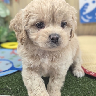 神奈川県のペキプー(ペキニーズ×プードル) (犬の家＆猫の里小田原店/2026年6月1日生まれ/女の子/アプリコット)の子犬の3枚目の画像