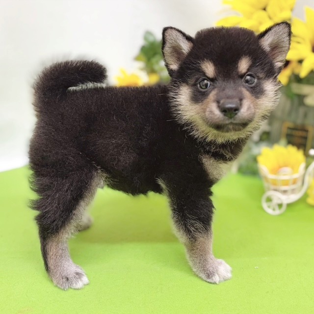 静岡県の柴犬(標準サイズ) (犬の家＆猫の里藤枝店/2026年5月31日生まれ/男の子/黒)の子犬の3枚目の画像