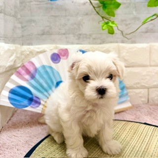 静岡県のマルチーズ (犬の家＆猫の里プレ葉ウォーク浜北店/2026年5月31日生まれ/女の子/ホワイト)の子犬の3枚目の画像