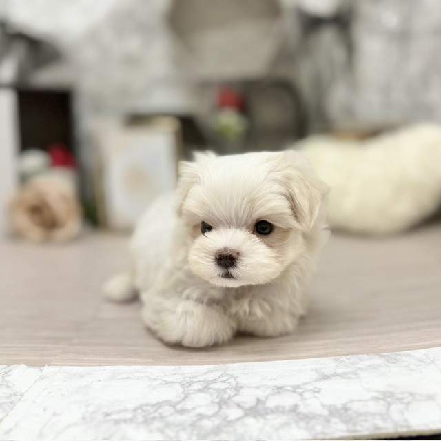 千葉県のマルチーズ (犬の家＆猫の里ワンズモール稲毛店/2026年5月31日生まれ/女の子/ホワイト)の子犬の3枚目の画像
