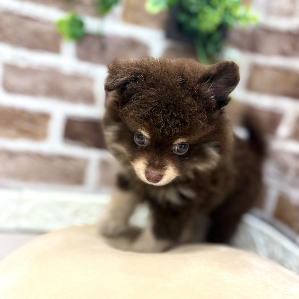 三重県のポメラニアン (犬の家＆猫の里三重桑名店/2026年6月2日生まれ/男の子/チョコレートタン)の子犬の3枚目の画像