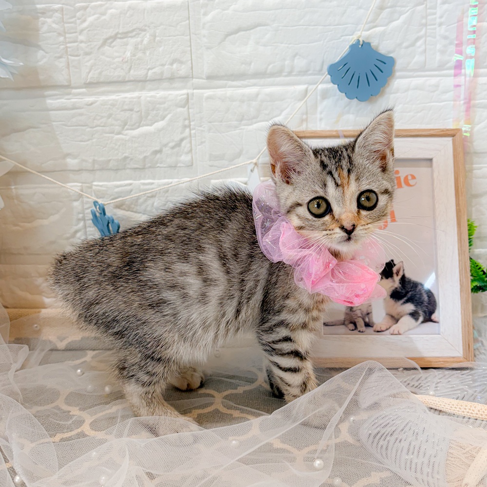 静岡県のマンチカン (犬の家＆猫の里富士店/2026年5月28日生まれ/女の子/シルバーパッチドタビー)の子猫の3枚目の画像