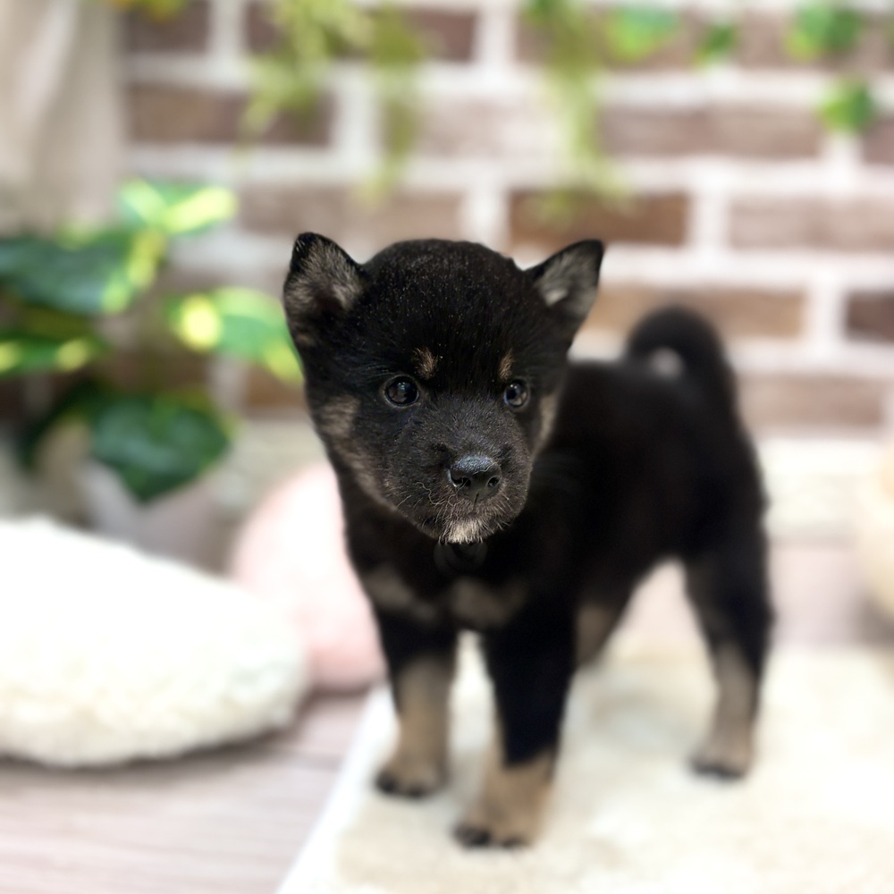 三重県の柴犬(標準サイズ) (犬の家＆猫の里三重桑名店/2026年6月1日生まれ/男の子/黒)の子犬の3枚目の画像