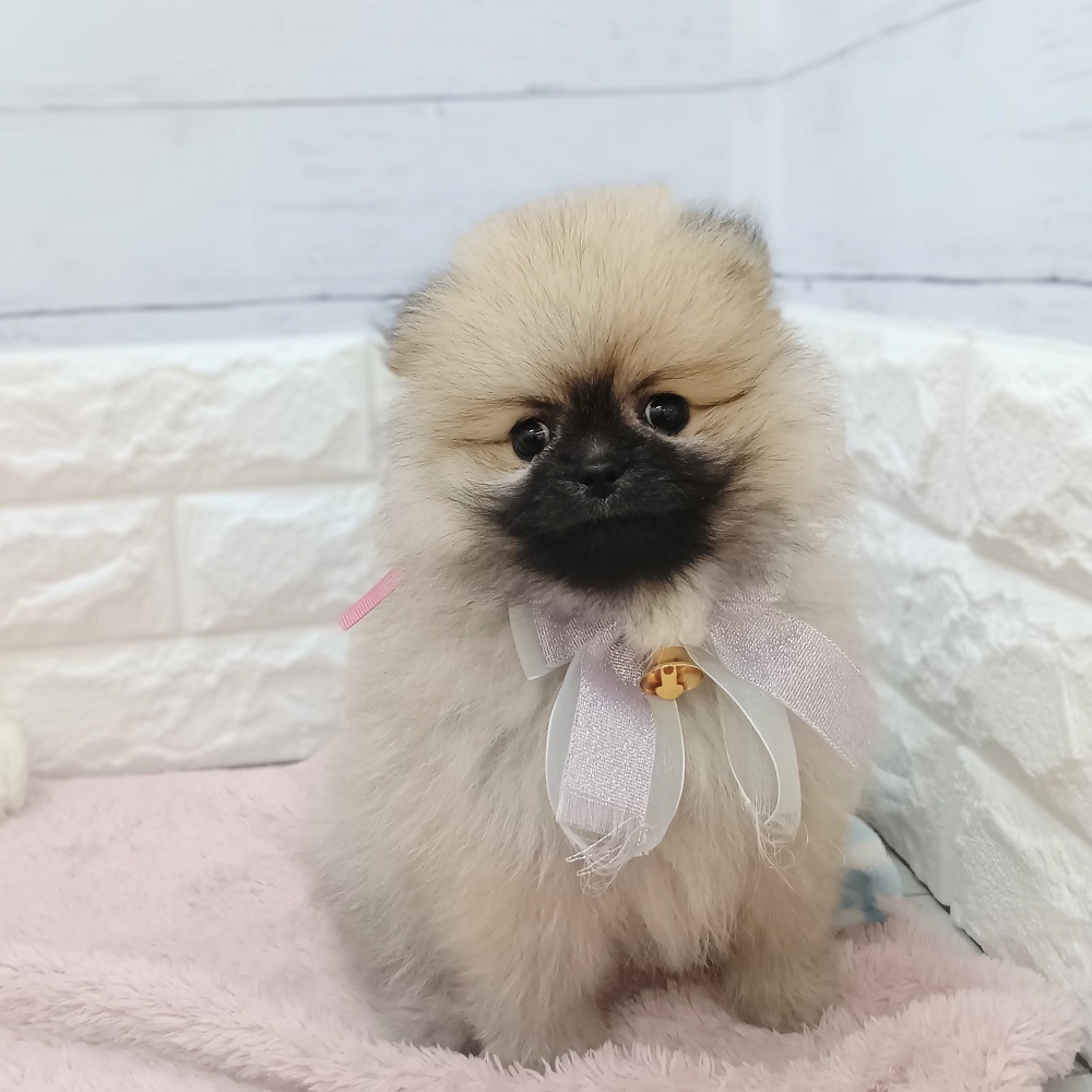静岡県のポメラニアン (犬の家＆猫の里アミーゴ浜松和田店/2026年6月2日生まれ/女の子/ウルフセーブル)の子犬の3枚目の画像