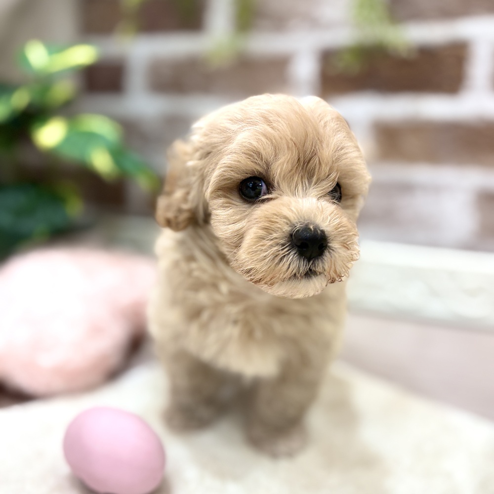 三重県のマルプー(マルチーズ×プードル) (犬の家＆猫の里三重桑名店/2026年5月31日生まれ/男の子/アプリコット)の子犬の3枚目の画像
