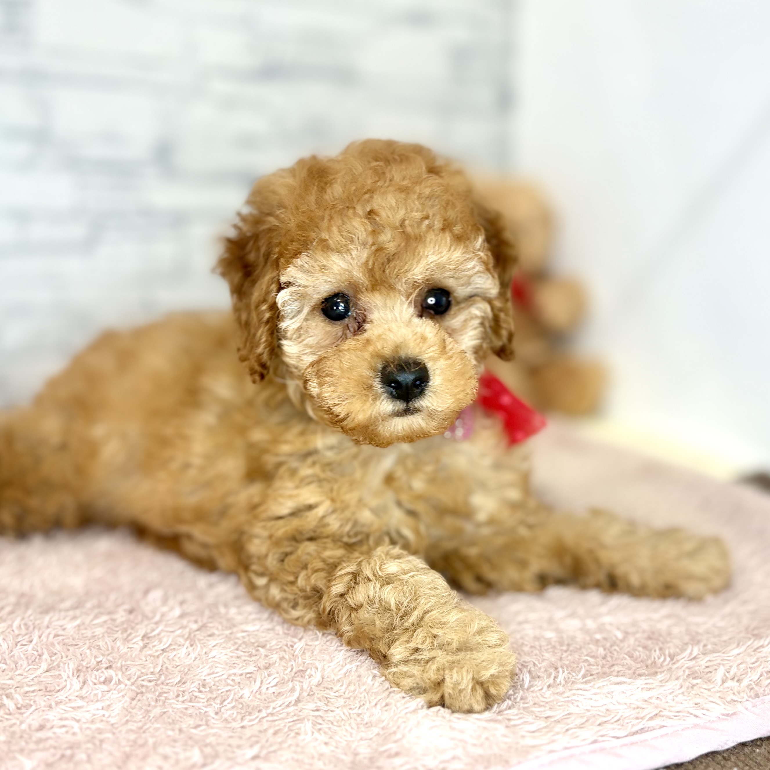 長野県のトイプードル(トイ) (犬の家＆猫の里長野店/2026年5月21日生まれ/男の子/レッド)の子犬の3枚目の画像