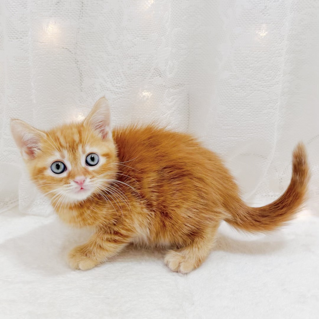 千葉県のマンチカン (犬の家＆猫の里BIGHOPガーデンモール印西店/2026年6月1日生まれ/男の子/レッドタビー)の子猫の3枚目の画像