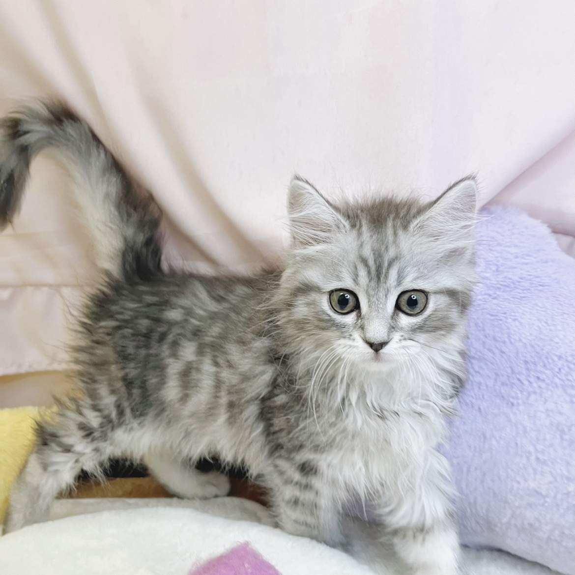 静岡県のサイベリアン (犬の家＆猫の里マークイズ静岡店/2026年5月26日生まれ/男の子/シルバータビー)の子猫の3枚目の画像