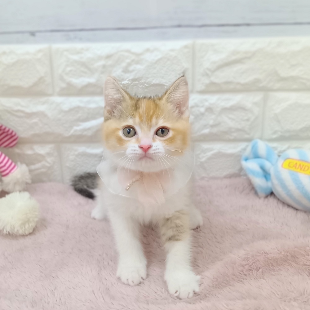 静岡県のブリティッシュショートヘアー (犬の家＆猫の里アミーゴ浜松和田店/2026年6月2日生まれ/女の子/ブラックゴールデンシェーデット)の子猫の3枚目の画像