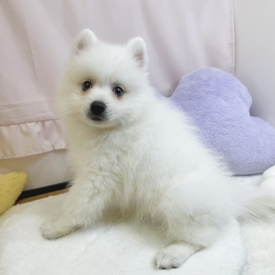 静岡県の日本スピッツ (犬の家＆猫の里マークイズ静岡店/2026年5月29日生まれ/男の子/ホワイト)の子犬の3枚目の画像