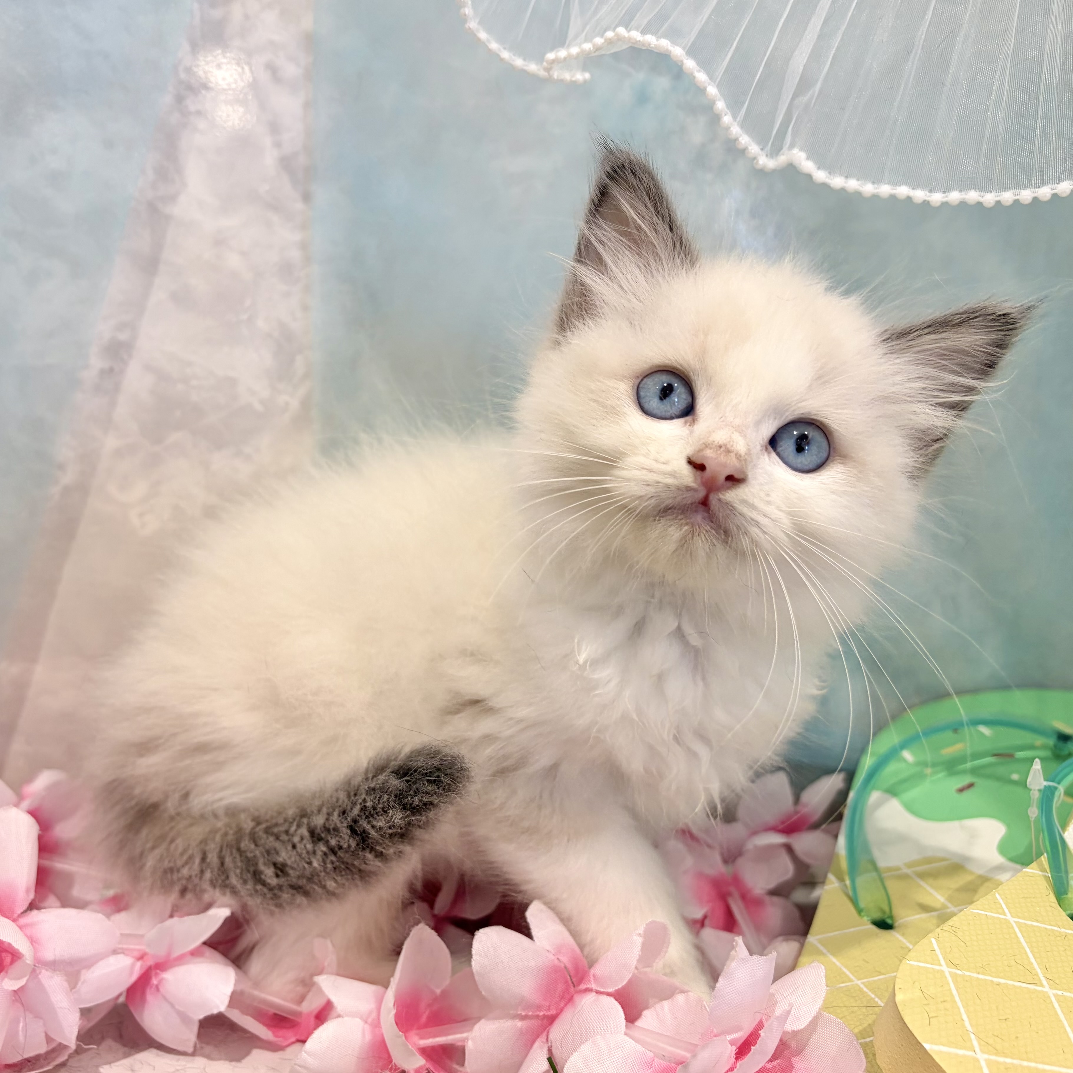 福岡県のラグドール (犬の家＆猫の里くりえいと宗像店/2026年5月27日生まれ/男の子/ブルーポイントバイカラー)の子猫の3枚目の画像