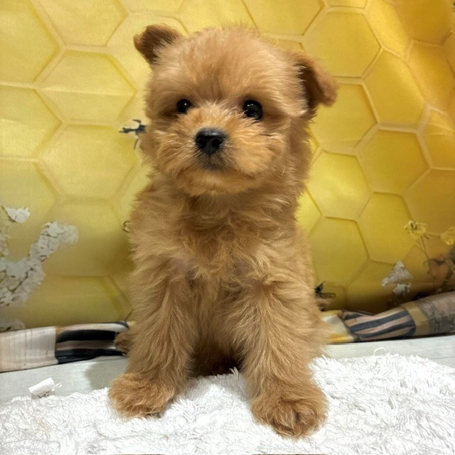 ハーフ犬女の子の写真