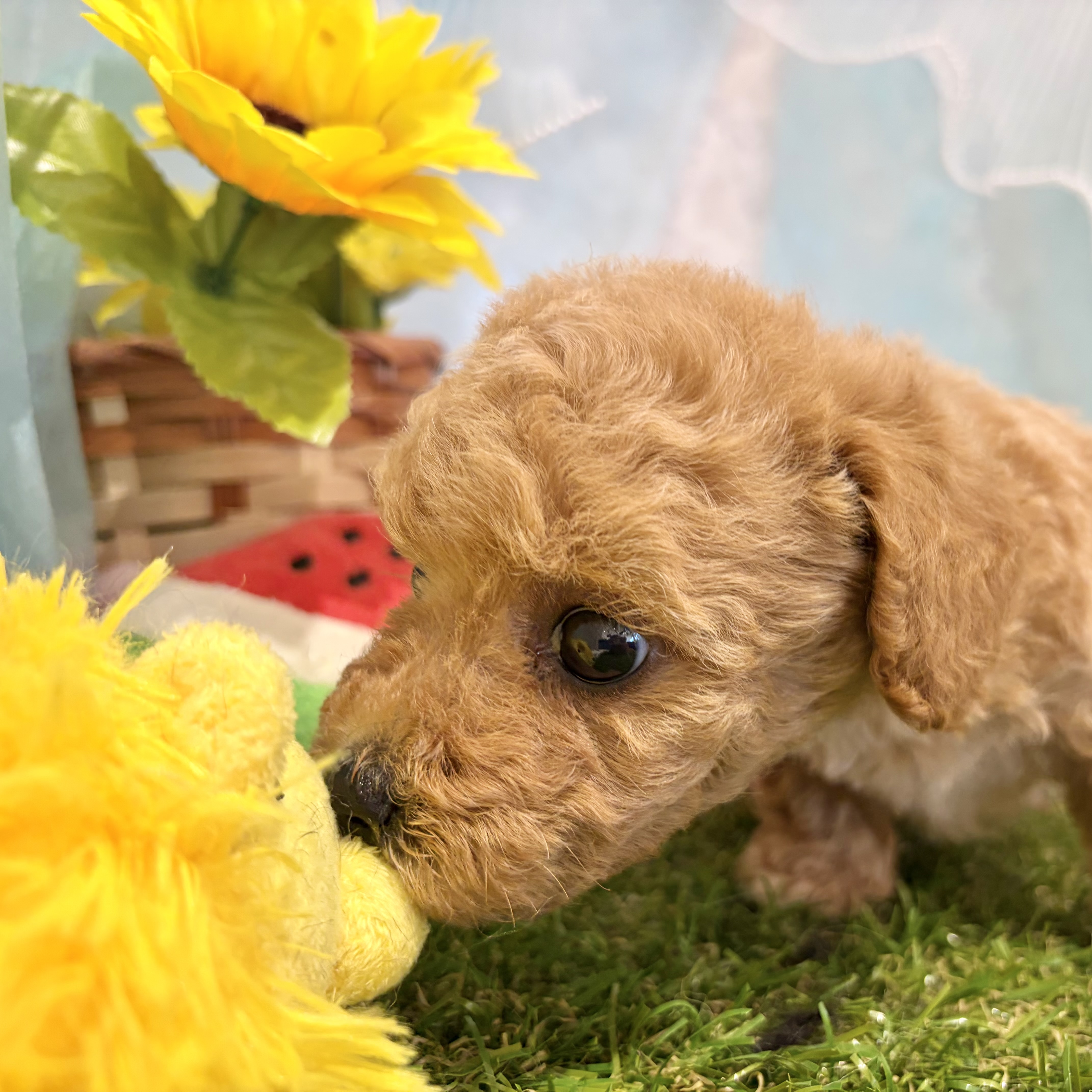 福岡県のハーフ犬・ミックス犬 (犬の家＆猫の里くりえいと宗像店/2026年6月1日生まれ/女の子/アプリコット)の子犬の3枚目の画像