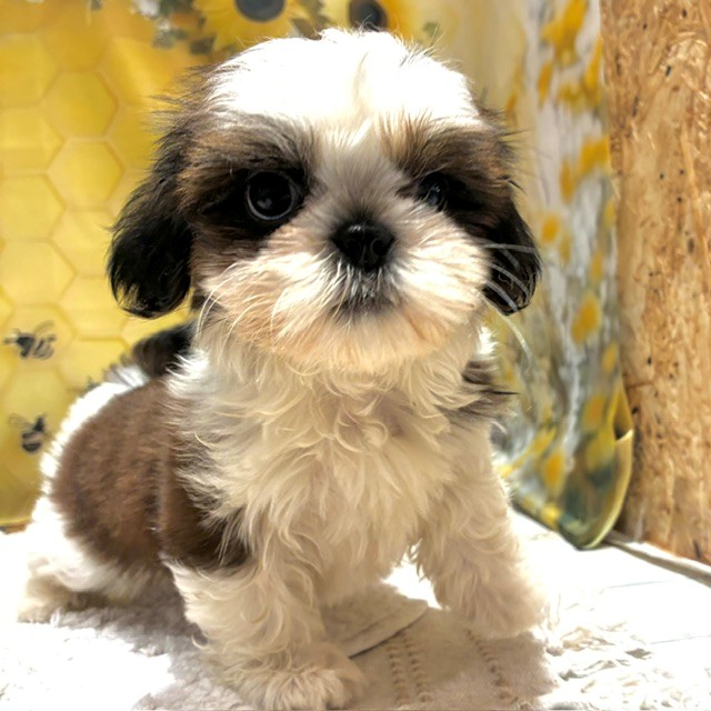 福岡県のシーズー (犬の家＆猫の里トリアス久山店/2026年6月2日生まれ/男の子/ゴールドホワイト)の子犬の3枚目の画像