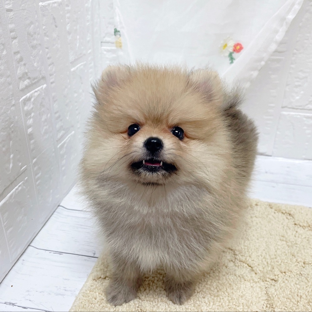岡山県のポメラニアン (犬の家＆猫の里岡山店/2026年6月3日生まれ/女の子/ウルフセーブル)の子犬の1枚目の画像