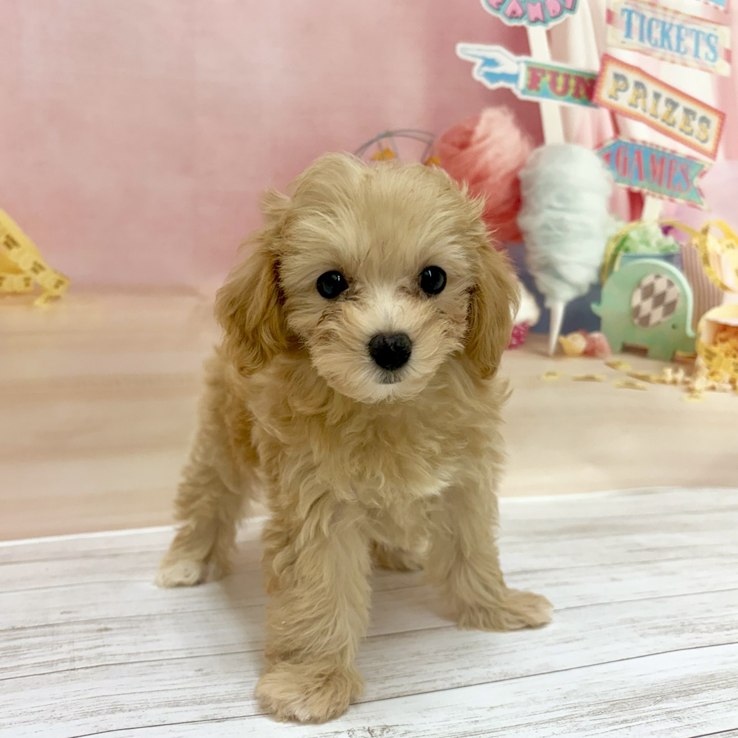 兵庫県のマルプー(マルチーズ×プードル) (犬の家＆猫の里尼崎店/2026年6月3日生まれ/女の子/アプリコット)の子犬の3枚目の画像